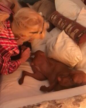 Susana Giménez Instagram - Rita se casa!!! 
🐶💍❤️