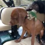 Susana Giménez Instagram - Rita se vuelve cada día más loca, @patogimenez menos mal que estás para ayudarme. #animallover #animalkindom #susanagimenez #aventurasenlamary #doglover #sumascotas Punta del Este, Uruguay