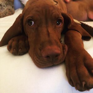 Susana Giménez Instagram - Rita está enamorada 🥰💘 Desde el día que llegó, Beto y ella son inseparables. Él le deja lugar para dormir en su colchón, comen del mismo plato, juegan sin parar… #animallover #doglover #love #susanagimenez Uruguay, Punta Del Este