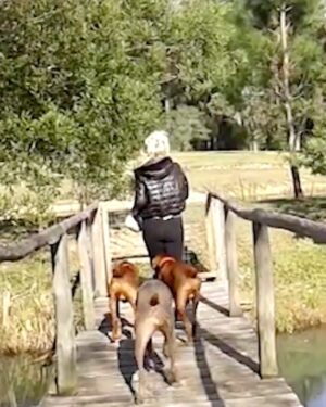Susana Giménez Instagram - Recién llegada feliz, recorriendo La Mary con mis perros, dándole de comer a los patos, sin imaginar que esa misma noche me iba a caer de la escalera. 
#doglover #pde #susanagimenez #animalkindom #animallover