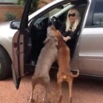 Susana Giménez Instagram - El secreto está en no bajarse de la camioneta hasta que se calmen y después llevarlos a pasear (ya lo tengo todo estudiado 🤣🤣🤣🤣). #animalkindom #doglover #welcome #puntadeleste #lamary #missedyou #susanagimenez Punta del Este, Uruguay