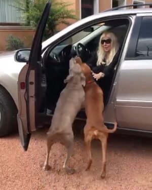 Susana Giménez Instagram - El secreto está en no bajarse de la camioneta hasta que se calmen y después llevarlos a pasear (ya lo tengo todo estudiado 🤣🤣🤣🤣). #animalkindom #doglover #welcome #puntadeleste #lamary #missedyou #susanagimenez