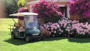 Susana Giménez Instagram - Vamos a pasear!!!
❤️🐶
#doglover #summer #livingeasy #susanagimenez #amoresperros