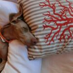 Susana Giménez Instagram - Después del festejo del 31 quedó así! Amanecer de una noche agitada!! #doglover #dog #afterparty #cute #newyear #2020 Punta del Este, Uruguay