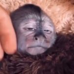 Susana Giménez Instagram - Quién quiere unos masajes así para bajar la tensión del fin de año??? 🙋🏼‍♀️ Cómo me gusta la cara de placer que pone 😍😍😍🥰🥰🥰🥰 #cute #animalslover #relax #animals #findeaño #monkey #dontworrybehappy