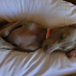 Susana Giménez Instagram - Después del festejo del 31 quedó así! Amanecer de una noche agitada!! #doglover #dog #afterparty #cute #newyear #2020 Punta del Este, Uruguay