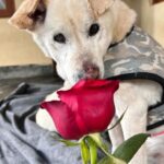 Swastika Mukherjee Instagram - Make everyday full of roses for them.❤️❤️ Posted @withregram • @daranimals BECAUSE DOGS DESERVE FLOWERS TOO. 🌹 Imagine the world through the eyes of a homeless dog. They wander the streets alone. Scared every minute. Longing for food. Searching for shelter. Hoping for some affection. Consider their fear and uncertainty of each new day. Consider their loneliness. Yet, these creatures are brave and loyal. They protect us and defend us when we’re in trouble. Some give their lives for their family. They bring us joy and happiness when we’re sad. They give us comfort and companionship when we fall sick. They give us plenty of reasons to laugh so hard till our stomachs hurt. They understand us better than we understand them. They never judge your mistakes. So many dogs work with the police department and military helping protect our country. They don’t see you as a bad person or a good person - they love without reason. Do we deserve dogs? Maybe. But they deserve a hundred times better than us. Love is all around us this month - please consider sharing some love with our BEST FRIENDS. Just Rs.3250/- or $40 can get them 2 wholesome meals + as many treats as they like. This is your chance to show them how much they mean to you by doing something small & special for them. We’ll send every donor the cutest V-Day card and a shoutout on insta. Will you be their Valentine? 💌 Donate at the link in bio. 🙏🏼 it’s a love story, baby just say YES! [roses, Valentine’s Day, be my Valentine, dogs deserve flowers, charity never goes to waste, love harder]