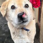 Swastika Mukherjee Instagram - Make everyday full of roses for them.❤️❤️ Posted @withregram • @daranimals BECAUSE DOGS DESERVE FLOWERS TOO. 🌹 Imagine the world through the eyes of a homeless dog. They wander the streets alone. Scared every minute. Longing for food. Searching for shelter. Hoping for some affection. Consider their fear and uncertainty of each new day. Consider their loneliness. Yet, these creatures are brave and loyal. They protect us and defend us when we’re in trouble. Some give their lives for their family. They bring us joy and happiness when we’re sad. They give us comfort and companionship when we fall sick. They give us plenty of reasons to laugh so hard till our stomachs hurt. They understand us better than we understand them. They never judge your mistakes. So many dogs work with the police department and military helping protect our country. They don’t see you as a bad person or a good person - they love without reason. Do we deserve dogs? Maybe. But they deserve a hundred times better than us. Love is all around us this month - please consider sharing some love with our BEST FRIENDS. Just Rs.3250/- or $40 can get them 2 wholesome meals + as many treats as they like. This is your chance to show them how much they mean to you by doing something small & special for them. We’ll send every donor the cutest V-Day card and a shoutout on insta. Will you be their Valentine? 💌 Donate at the link in bio. 🙏🏼 it’s a love story, baby just say YES! [roses, Valentine’s Day, be my Valentine, dogs deserve flowers, charity never goes to waste, love harder]