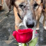 Swastika Mukherjee Instagram - Make everyday full of roses for them.❤️❤️ Posted @withregram • @daranimals BECAUSE DOGS DESERVE FLOWERS TOO. 🌹 Imagine the world through the eyes of a homeless dog. They wander the streets alone. Scared every minute. Longing for food. Searching for shelter. Hoping for some affection. Consider their fear and uncertainty of each new day. Consider their loneliness. Yet, these creatures are brave and loyal. They protect us and defend us when we’re in trouble. Some give their lives for their family. They bring us joy and happiness when we’re sad. They give us comfort and companionship when we fall sick. They give us plenty of reasons to laugh so hard till our stomachs hurt. They understand us better than we understand them. They never judge your mistakes. So many dogs work with the police department and military helping protect our country. They don’t see you as a bad person or a good person - they love without reason. Do we deserve dogs? Maybe. But they deserve a hundred times better than us. Love is all around us this month - please consider sharing some love with our BEST FRIENDS. Just Rs.3250/- or $40 can get them 2 wholesome meals + as many treats as they like. This is your chance to show them how much they mean to you by doing something small & special for them. We’ll send every donor the cutest V-Day card and a shoutout on insta. Will you be their Valentine? 💌 Donate at the link in bio. 🙏🏼 it’s a love story, baby just say YES! [roses, Valentine’s Day, be my Valentine, dogs deserve flowers, charity never goes to waste, love harder]
