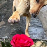 Swastika Mukherjee Instagram - Make everyday full of roses for them.❤️❤️ Posted @withregram • @daranimals BECAUSE DOGS DESERVE FLOWERS TOO. 🌹 Imagine the world through the eyes of a homeless dog. They wander the streets alone. Scared every minute. Longing for food. Searching for shelter. Hoping for some affection. Consider their fear and uncertainty of each new day. Consider their loneliness. Yet, these creatures are brave and loyal. They protect us and defend us when we’re in trouble. Some give their lives for their family. They bring us joy and happiness when we’re sad. They give us comfort and companionship when we fall sick. They give us plenty of reasons to laugh so hard till our stomachs hurt. They understand us better than we understand them. They never judge your mistakes. So many dogs work with the police department and military helping protect our country. They don’t see you as a bad person or a good person - they love without reason. Do we deserve dogs? Maybe. But they deserve a hundred times better than us. Love is all around us this month - please consider sharing some love with our BEST FRIENDS. Just Rs.3250/- or $40 can get them 2 wholesome meals + as many treats as they like. This is your chance to show them how much they mean to you by doing something small & special for them. We’ll send every donor the cutest V-Day card and a shoutout on insta. Will you be their Valentine? 💌 Donate at the link in bio. 🙏🏼 it’s a love story, baby just say YES! [roses, Valentine’s Day, be my Valentine, dogs deserve flowers, charity never goes to waste, love harder]