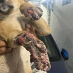 Swastika Mukherjee Instagram - Do you realize that, instead of enjoying playtime and running around, this puppy is facing leg amputation due to the reckless driving of a human being? Tomorrow, 3rd Feb at 7 pm, the puppy is scheduled for surgery, and we are again facing a shortage of funds. We urgently need approximately 6000/-, covering both the surgery and post-operative care. Your assistance would be greatly appreciated. ‼️ PAYMENT DETAILS ARE GIVEN IN THE LAST SLIDE ‼️ Accident Occurred in : Shibrampally, Haiderpara 📍 Siliguri