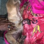 Swastika Mukherjee Instagram - Do you realize that, instead of enjoying playtime and running around, this puppy is facing leg amputation due to the reckless driving of a human being? Tomorrow, 3rd Feb at 7 pm, the puppy is scheduled for surgery, and we are again facing a shortage of funds. We urgently need approximately 6000/-, covering both the surgery and post-operative care. Your assistance would be greatly appreciated. ‼️ PAYMENT DETAILS ARE GIVEN IN THE LAST SLIDE ‼️ Accident Occurred in : Shibrampally, Haiderpara 📍 Siliguri