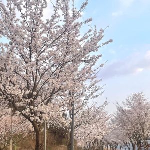 Taeil Instagram - But 꽃2…