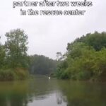 Tai Lopez Instagram - We aren’t the only species who falls in love … #swan #animals #mating #13thesis