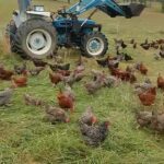 Tai Lopez Instagram - Free range chicken eggs taste so much better. We've forgotten the old ways.