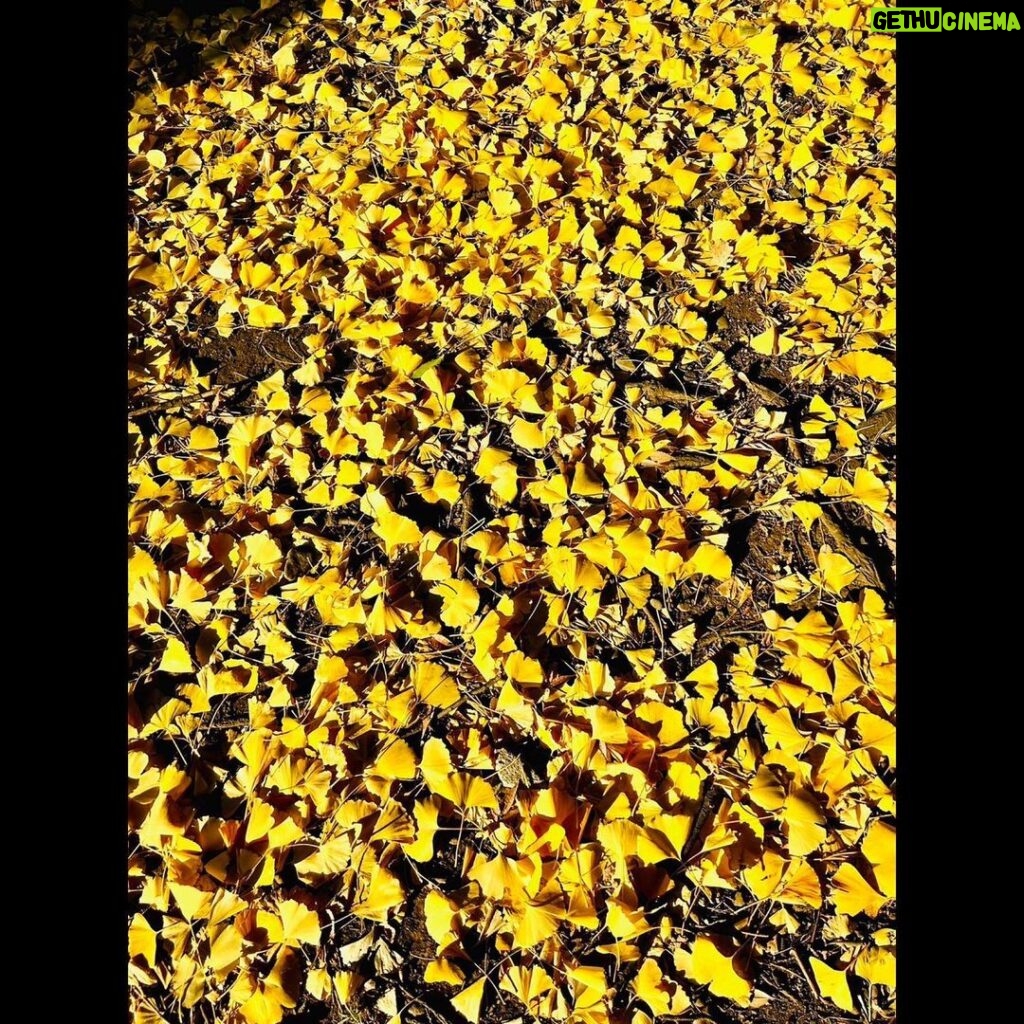 Takuya Kimura Instagram - ⁡ ⁡ ⁡ 「風が強く吹いてましたね…。 そのせいか、落ち葉で一面が彩られてました！ 散ってしまう前に、自分も」 ⁡ 拓哉 #木村拓哉#TakuyaKimura