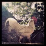 Taner Ölmez Instagram - 🐓