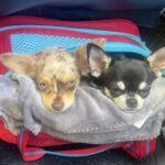 Tichina Arnold Instagram - #privledged #chihuahuas #TravelDay - Alice my #BullDog is at home chillin.