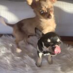 Tichina Arnold Instagram - Wake Up & Make today your best day yet. Let’s Go… #ChewieandCheenah Alice is at home chillin. Awaiting our return. Lol. #OperateThroughLove