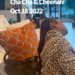 Tichina Arnold Instagram - I don’t know what it is with these #Chihuahuas and Hair but now my Cheenah has her sister Cha Cha chewing at my expensive weave. Dammit! #HappyBornDay #CHEENAHandCHACHA - #Chihuahua #BadAssChihuahuas. @bethcarterbeauty (ChaCha’s mommy) #WeLoveDogs