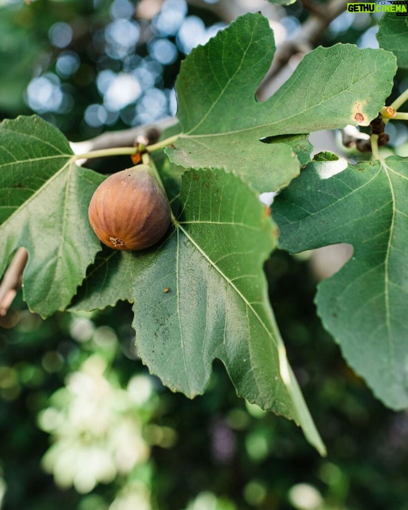 Tiffani Thiessen Instagram - Fig season is here and I couldn’t be more excited!