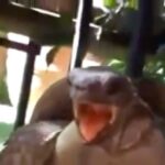 Tiffany Haddish Instagram - When ever I feel sad I watch this video, it always cheers me up. Gives a whole other meaning to Turtle Power. #HeReady! I watched this video like 20 times today.