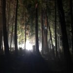 Tom Cavanagh Instagram - Into the woods.