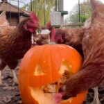 Tom Fletcher Instagram – We called in some help from the chickens to carve the pumpkin this year. 🎃🐓

#halloween #pumpkin #chicken #chickenpumpkincarving