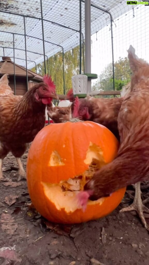 Tom Fletcher Instagram - We called in some help from the chickens to carve the pumpkin this year. 🎃🐓 #halloween #pumpkin #chicken #chickenpumpkincarving