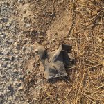 Tom Hanks Instagram - Beside the road. In the gravel, weeds and rocks. A workman's glove. Was it lost? Or tossed? Think about THAT! Hanx.