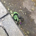 Tom Hanks Instagram - Either a lost pair or a six-fingered glove. An oddity! Hanx.