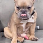 Tony Ferguson Instagram - “We Are Here To Throw Down ⚾️💨🍃 ” Good🐾Boy,.. Way To Hold Position💤Buddy *mack* 🤦‍♂️ D’arcemus🐕Maximus At His🥇Finest “Helllllloooo💄Ladiez!!! 💪🤣👍 Attn Crew🍃: D’arcemus Is Looking For A French Bitch To Make Some Pups 📈 DM for collab- Champ 🎓 -CSO- 🇺🇸🏆🇲🇽 # Team🐶ElCucuy # UnderByte4L # SDBullies