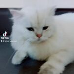 Tony Jaa Instagram -