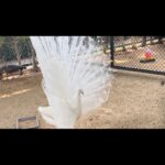 Tony Jaa Instagram -