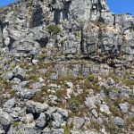 Trevor Noah Instagram - Every time I think I remember how beautiful Cape Town is, I visit again and I’m constantly left in awe. Easily one of the best cities to visit in the world for everything from wine to walks to cycling and surfing. What a joy❤️ #stunning #travel #southafrica #capetown Table Mountain Cape Town Western Cape South Africa