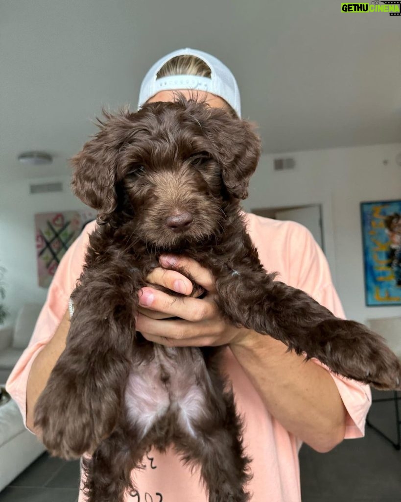 Twan Kuyper Instagram - Everyone knows I am the biggest dog dad so why not 1 more Mowgli needed a brother so I present you Baloo the newest member to the family