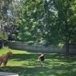 Tyler Baltierra Instagram - Cate didn’t know I was recording her lunging Cali & I almost blew my cover by bursting out laughing because of Nova’s voice out of nowhere “Cali just pooped. MOM, Cali just pooped!” She’s gotta make sure everyone knows! 😂😭🤣 #ILoveMyFamily #FarmLife