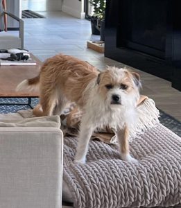 Tyler Oakley Instagram - celebrating #NationalPuppyDay the only way i know how (by making it about me) (look at the disgust in @croutonoakley’s eyes in the swipe)