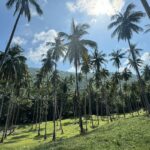 Valentina Shevchenko Instagram - Jungle of coconut trees 🌴🥥 And fresh made #coconutoil right from the local farm 🥰 #Thailand #Samui #Travel Koh Samui Island, Thailand
