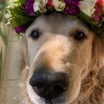 Verónica Lozano Instagram - Mi rubio surfer han pasado varios días de tu partida Me cuesta escribirte , has dejado un vacío grande y peludo Falta tu olor a perro húmedo , gran nadador de todas las temporadas . Tu ladrido fuerteal llegar del canal , tu mano amorosa pidiendo cariño e hidratos . Tu cara china y sonriente . Acá estamos.. Ella t busca por la casa , Tikki tomó tu camita , Luna pregunta por vos y Copito está más Pegadito. Rossi, Cesar y Carlos te extrañan mucho , compartimos fotos y anécdotas . También Gina y Jose.Tod@s. Cada persona que te conoció recuerda tu amor y ternura , tu mano generosa . Tu compañía amiga. Gracias a Vale por cuidarte hasta tu último suspiro , Diego por los controles del corazón . Antony y Corchi te abrazan con ternura . Acá estoy con el pelito que te corté y atesoro . Te imagino en el cielo de los perros moviendo la cola y búscando una nube llena de agua . Te amo . Gracias por estos 11 años de amor incondicional . Huelo tu collar para tenerte un rato más . Chopper 2012 2023 💔