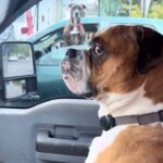 Verónica Lozano Instagram - Yo en hora pico cuando bardeo a otro conduct@r y me alcanza en el semáforo 🚦😅