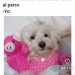 Verónica Lozano Instagram - Para los que piensan que son “solamente “ perros / gatos Acá estamos nosotros as con nuestras guaguitas 😍🐶🐈• Que cosas haces con tu guaguita que se te viera otro humano no lo creería ? 🙄😊❣️