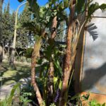 Verónica Lozano Instagram - Carrete de 𝗱𝗼𝗺𝗶𝗻𝗴𝗼 🦄❤️🌷 Solo quiero ver el jardin crecer. Alicia en el Pais de las Maravillas 🧚‍♂️