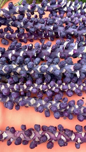 Vikas Khanna Instagram - Happy Thanksgiving Weekend everyone. 

My obsession with @unsqgreenmarket ❤️
Purple Brussels sprouts are a little sweeter, slightly earthy and less pungent than their green sprouts. 

Everything taste better with Paanch Phoron. ❤️🍁