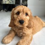Vikram Barn Instagram - The goodest boy! 🐾 Meet our new pup @its_ralphstar 🐶 London, Unιted Kingdom