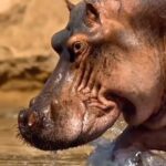Vitor Belfort Instagram - O rei da selva pode ser o leão, mas a fidelidade do hipopótamo deveria ser copiada! Me deixa saber o que vc tem sido fiel? The king of the jungle may be the lion, but the hippopotamus’ loyalty should be emulated! Let me know, what are you fighting for? #motivacao #motivation #letsgo #poderdopovosanto