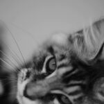 Wichapas Sumettikul Instagram - Does anyone else like to head boop their cats? #cat #mainecoon