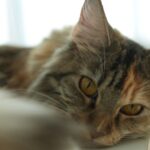 Wichapas Sumettikul Instagram - Does anyone else like to head boop their cats? #cat #mainecoon
