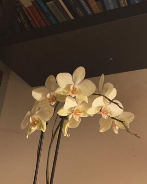 William Gao Instagram - my flowers haven’t died yet. great success!