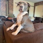 Xzibit Instagram - Meet “Ruff House” new addition to the family! He’s only 4 months old pure breed blue nose pit. He’s got so much personality! Look at them paws!! He’s gonna be a huge one. I don’t want to cut his ears or tail or none of that type of stuff, he’s good as he is. #Puppy #BigDog #Pitbull @tatiana.janayy